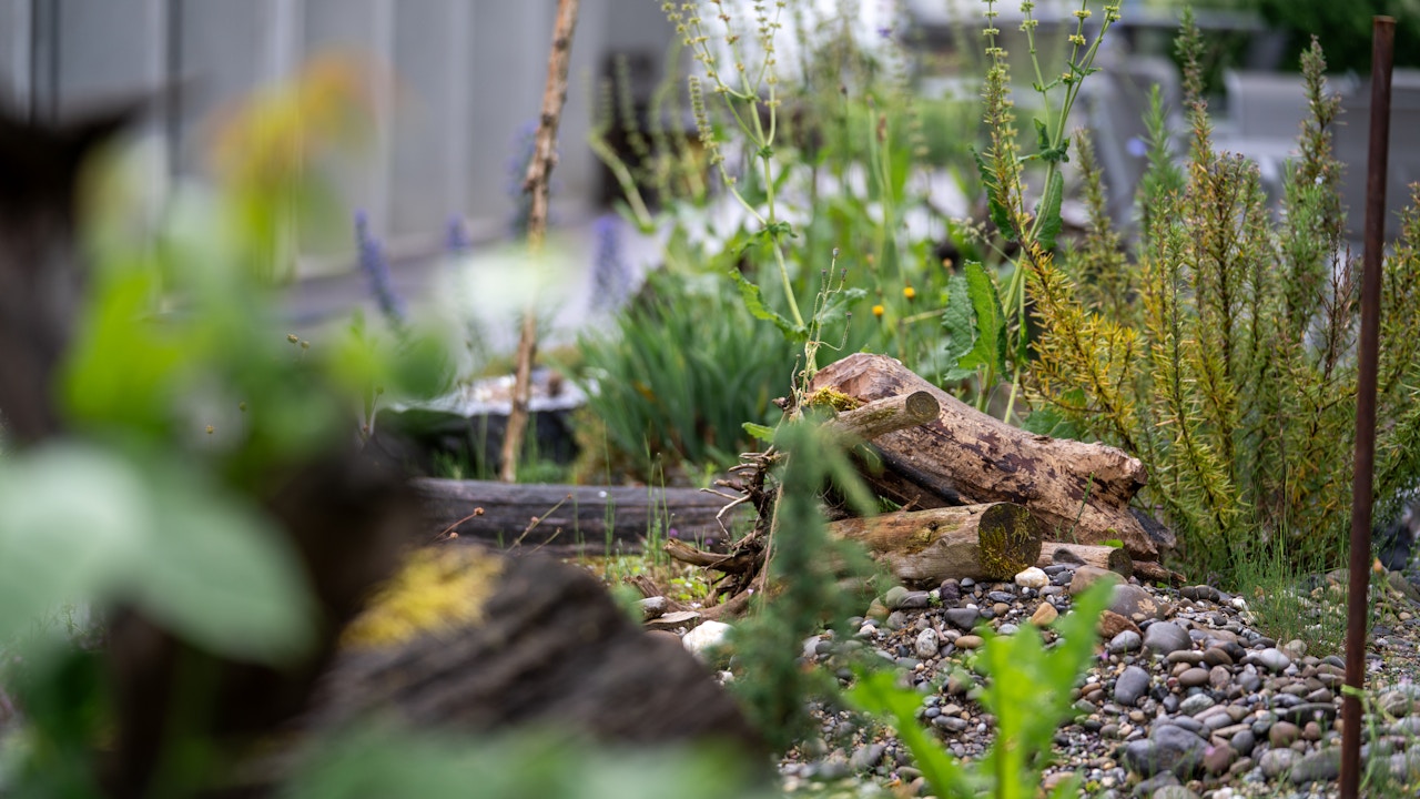Pierres, terre nue et bois mort: en tant que petite structure, une surface rudérale crée des microhabitats précieux pour une grande diversité d’espèces animales et végétales.