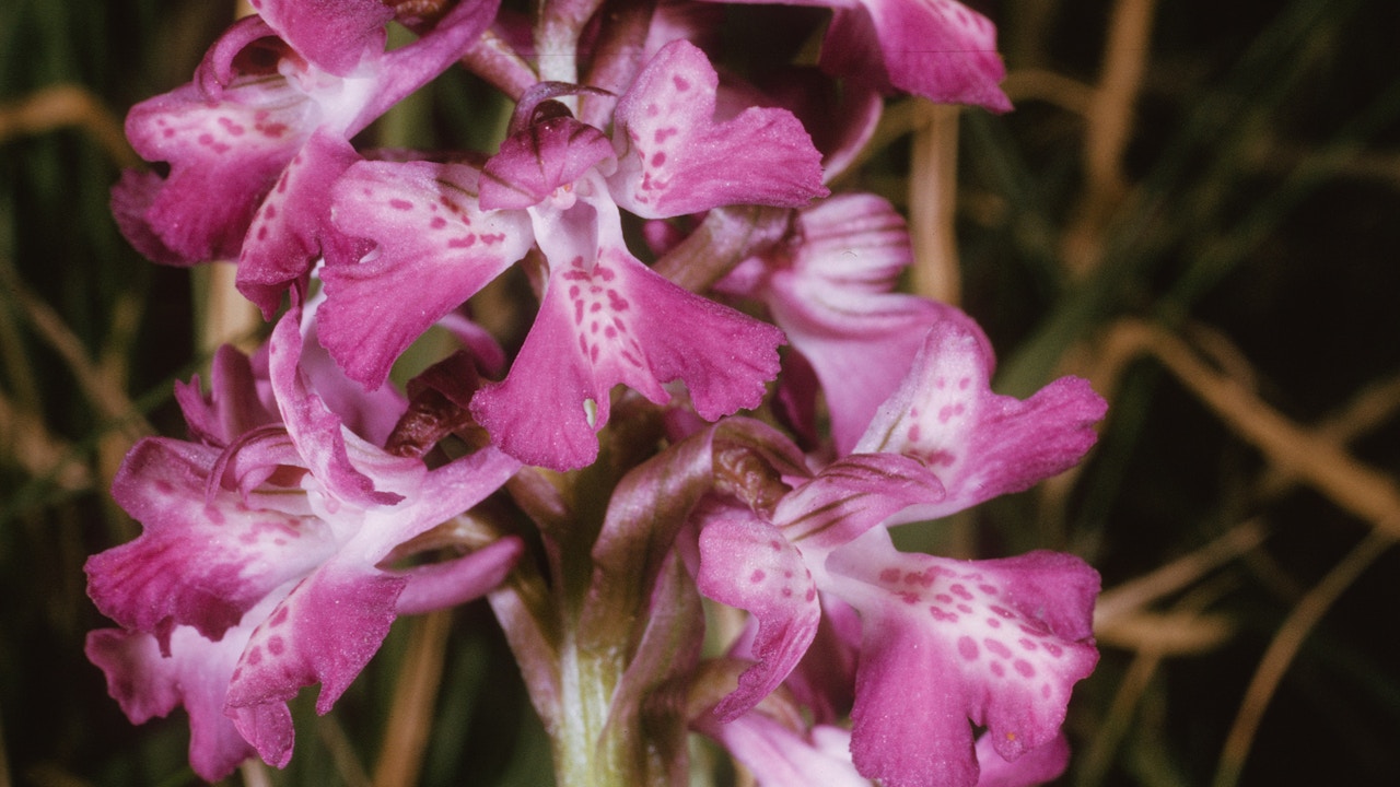 Orchis morio ist die häufigste Orchidee des Seewasserwerkes Moos Wollishofen und zeigt die hohe ökologische Qualität der Flächen.