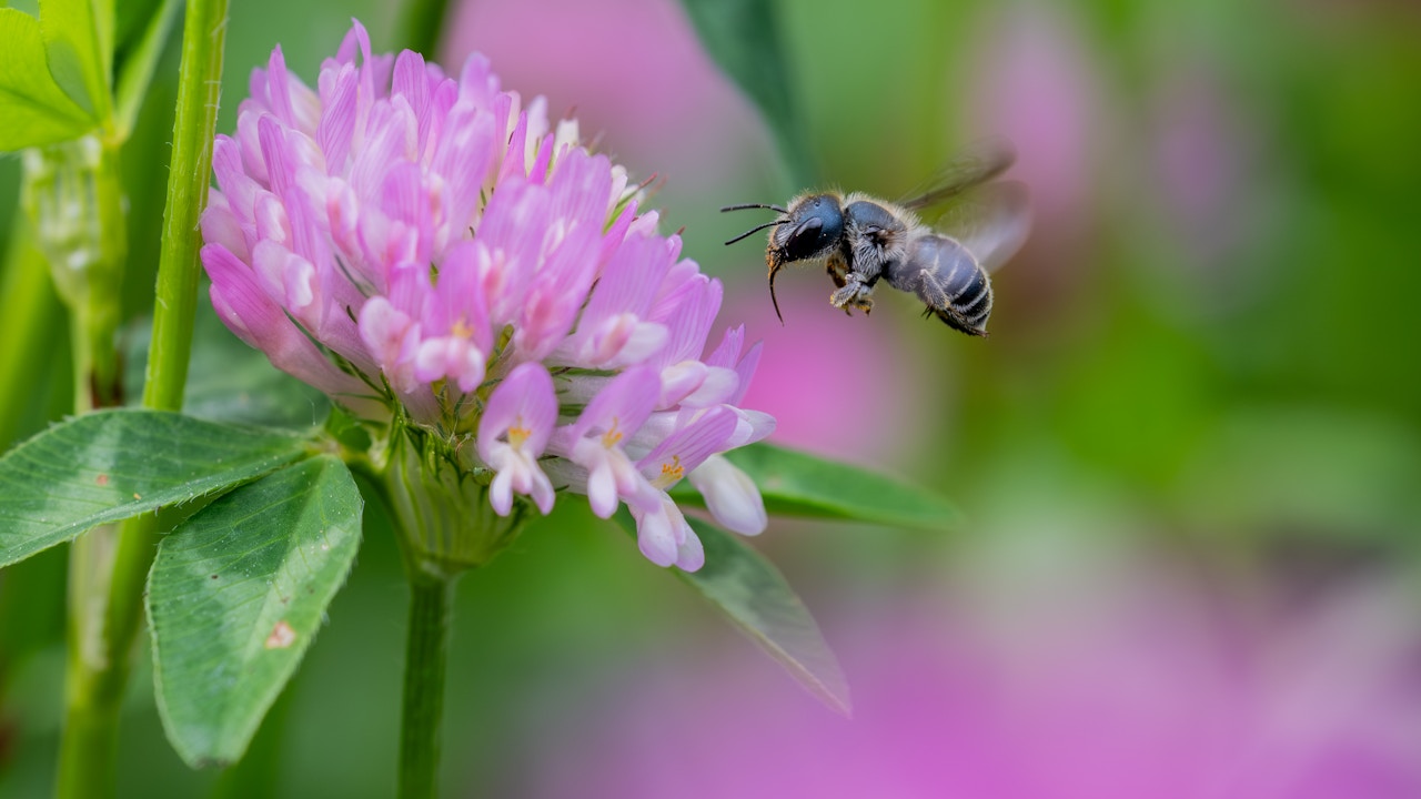 Blütenreiche Flächen fördern Wildbienen, denn eine Vielfalt an Pflanzen bedeutet auch eine Vielfalt an Bestäubern.