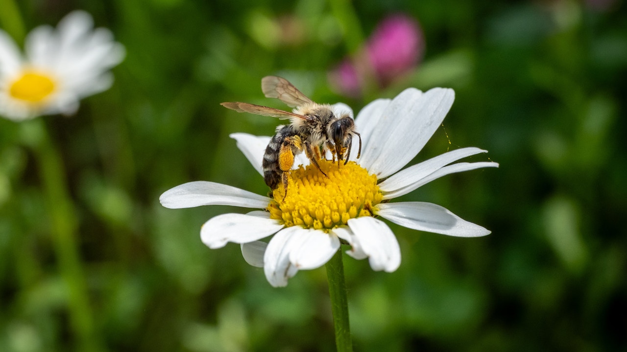 Bleiben einzelne Bereiche länger ungemäht, finden noch mehr Insekten Nahrung und Lebensraum.