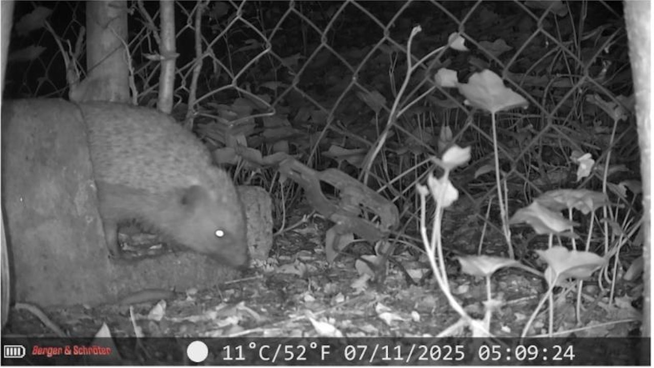Igel am Spurentunnel in der Nacht