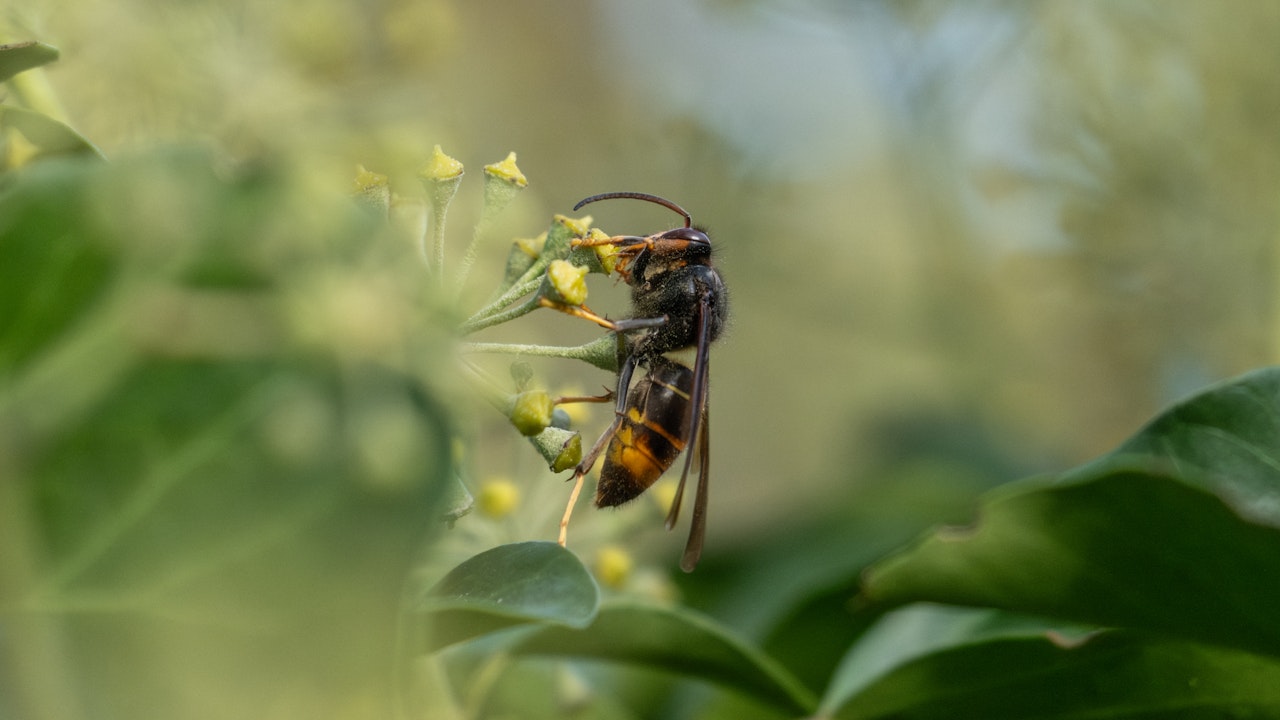 Die Asiatische Hornisse (Vespa velutina) ist eine invasive Art, die heimische Insekten und die Biodiversität bedroht.