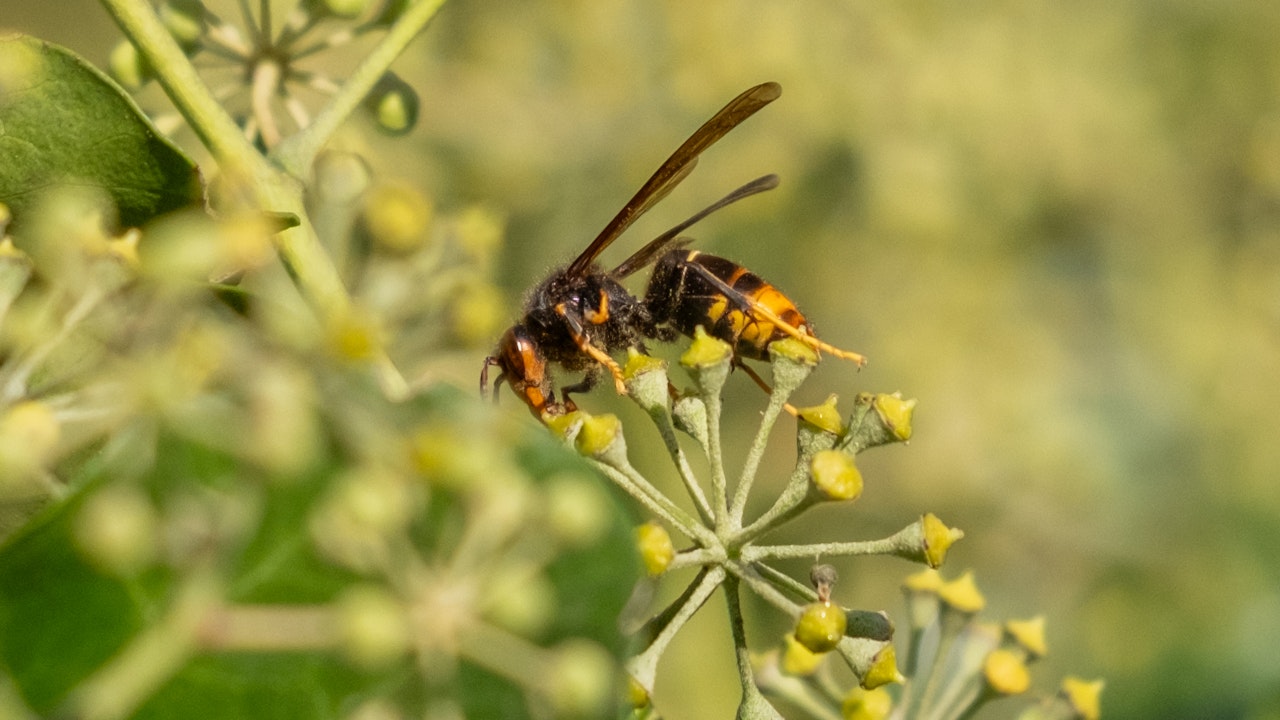 Sichtung einer Asiatischen Hornisse: Melden hilft, die Ausbreitung lokal einzudämmen.