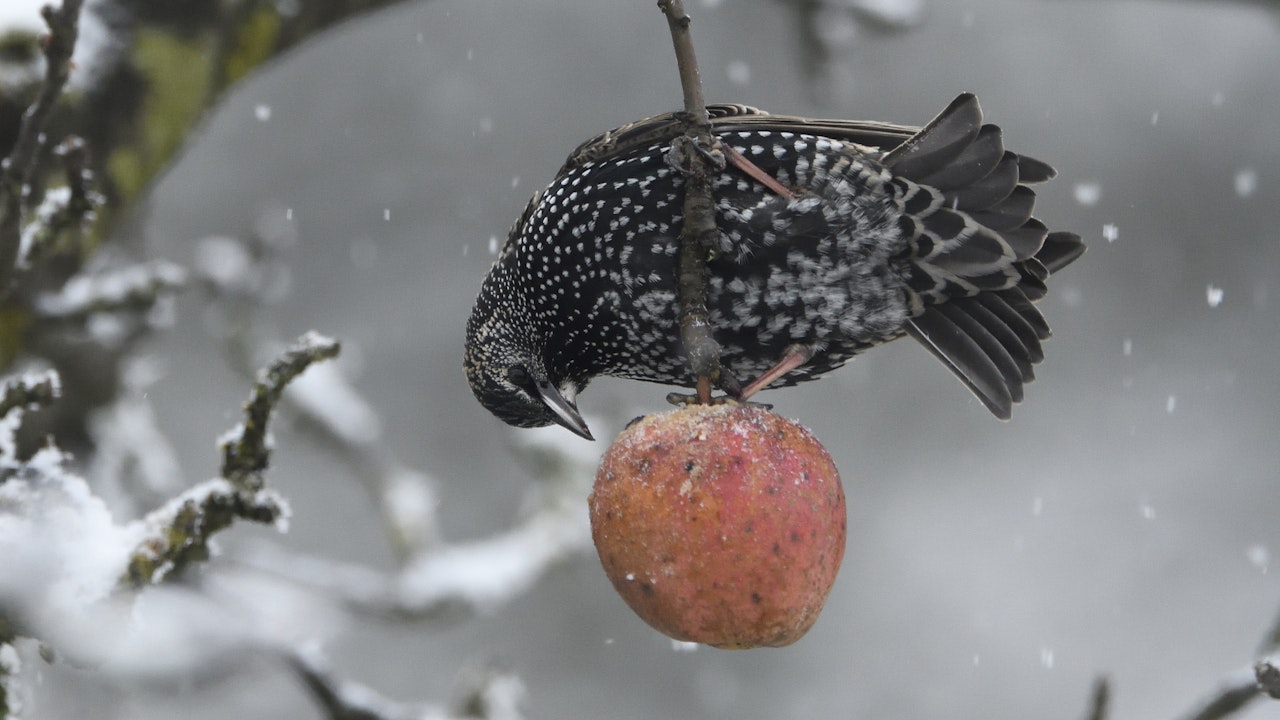 Der Star (Sturnus vulgaris) freut sich im Winter über frische oder liegen gebliebene Früchte.