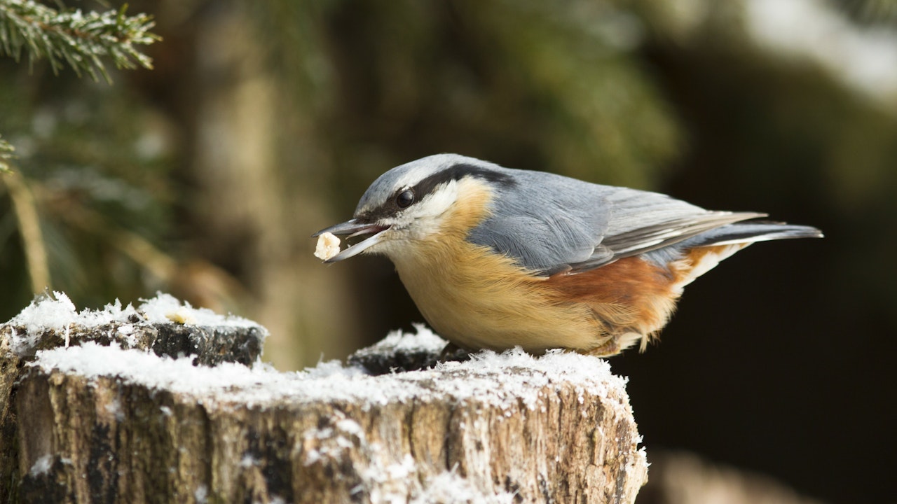 Der Kleiber (Sitta europaea) ist eine einheimische Vogelart und pickt gerne Hanfsamen und andere nahrhafte Körner.