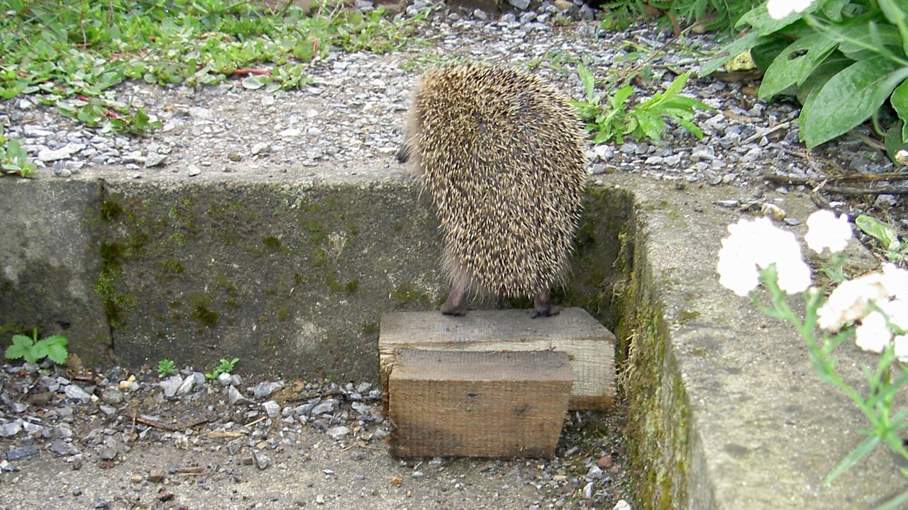 Kletterhilfen an Gartentreppe