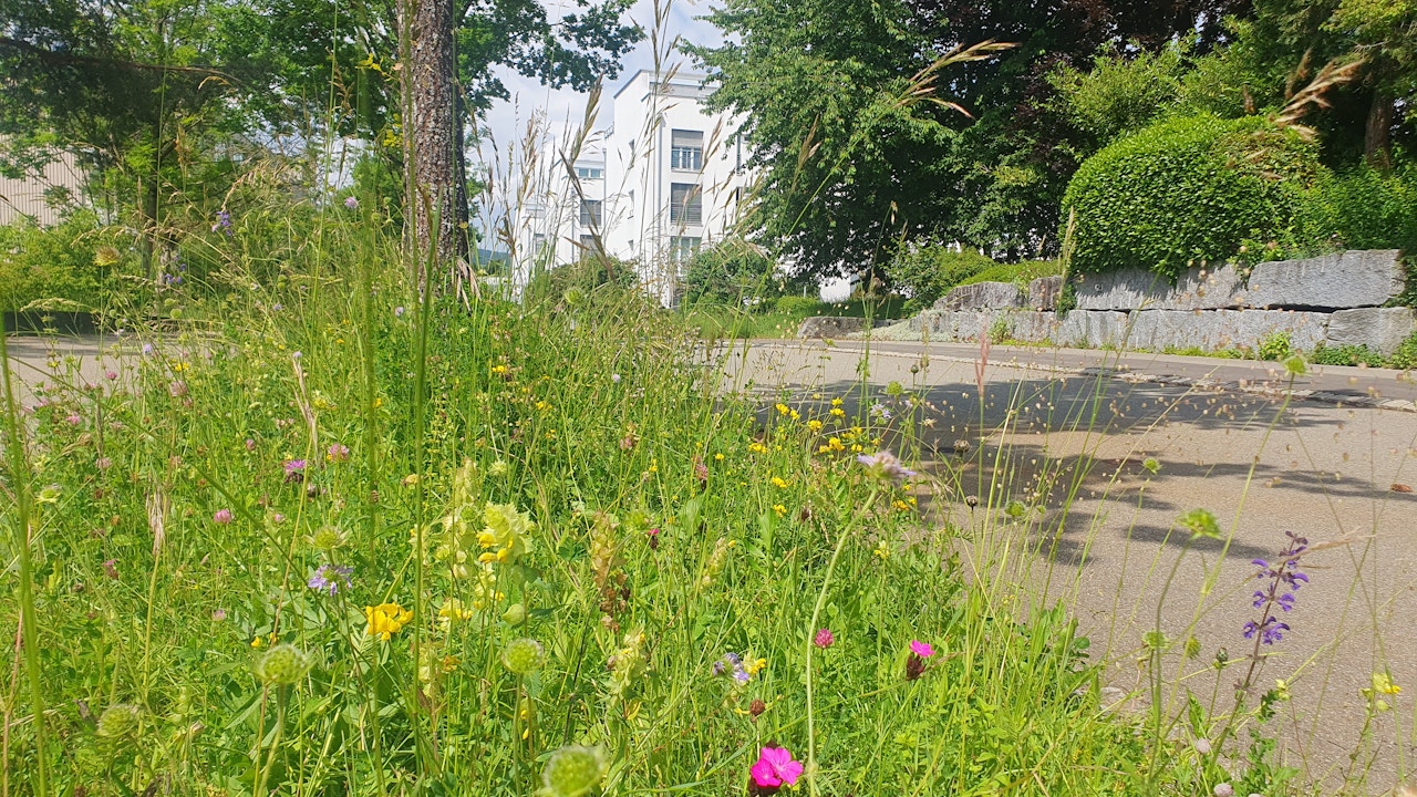 Blühende, artenreiche Wiesenfläche in Uster: ein lebendiger Lebensraum voller Wildblumen, der Bestäuber stärkt und das Quartier sichtbar aufblühen lässt.