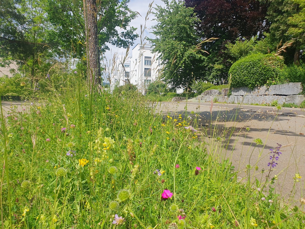 Blühende, artenreiche Wiesenfläche in Uster: ein lebendiger Lebensraum voller Wildblumen, der Bestäuber stärkt und das Quartier sichtbar aufblühen lässt.