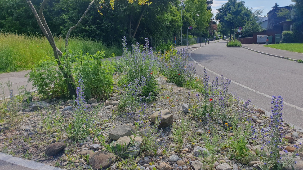 Naturnahe Verkehrsinsel in Uster mit Wildstauden und Kiesflächen – ein Beispiel für Biodiversitätsförderung im Siedlungsraum.