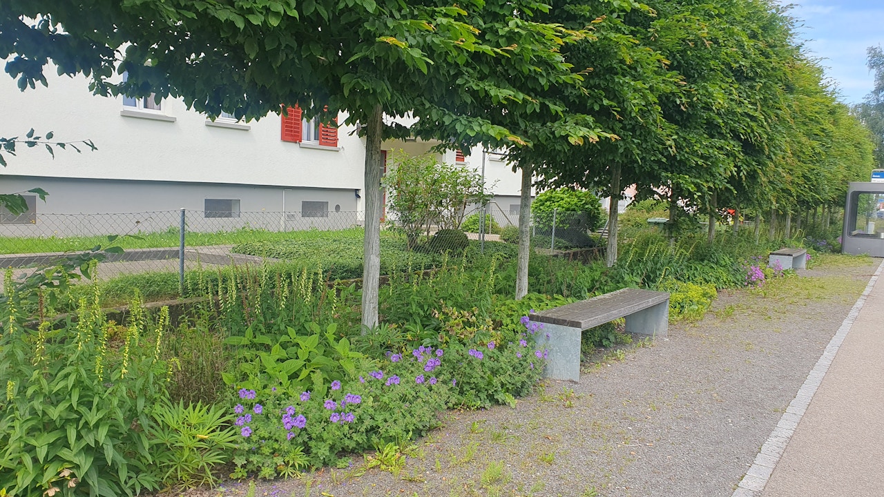 Artenreiches Begleitgrün unter Baumreihen: heimische Stauden und pflegeleichte Strukturen stärken die Biodiversität in Uster.