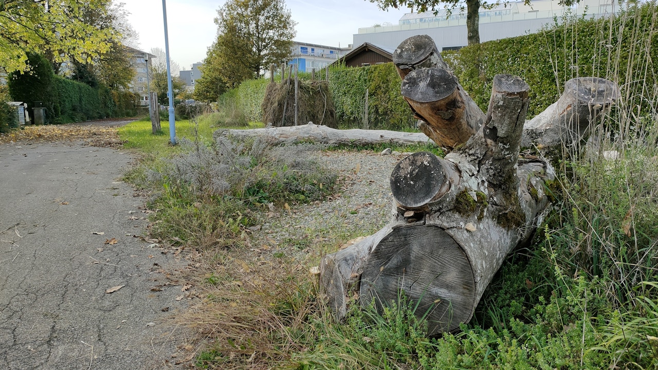 Totholz als Lebensraum: liegen gelassene Baumstämme unterstützen Insekten und sind Teil eines naturnahen Pflegehandbuches.