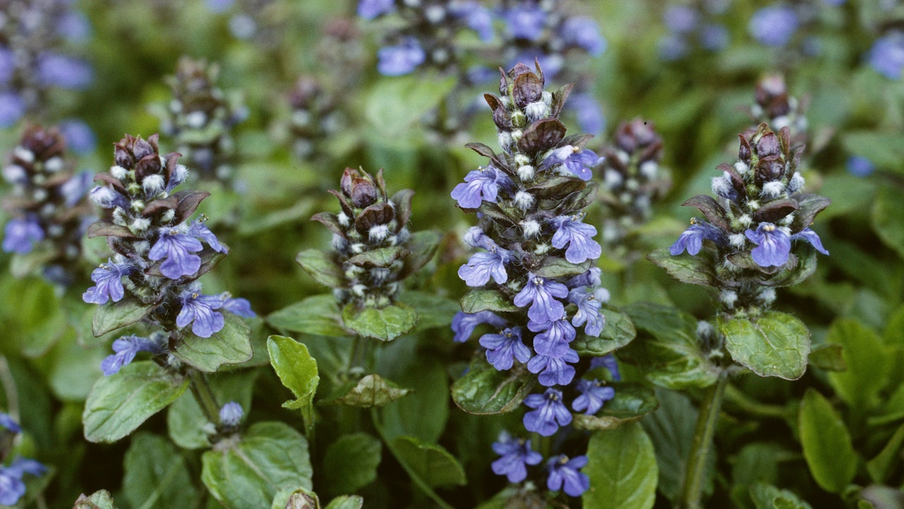 Der Kriechende Günsel ist eine robuste, einheimische Wildblume und ein wichtiger Nektarspender für Wildbienen im Blumenrasen.