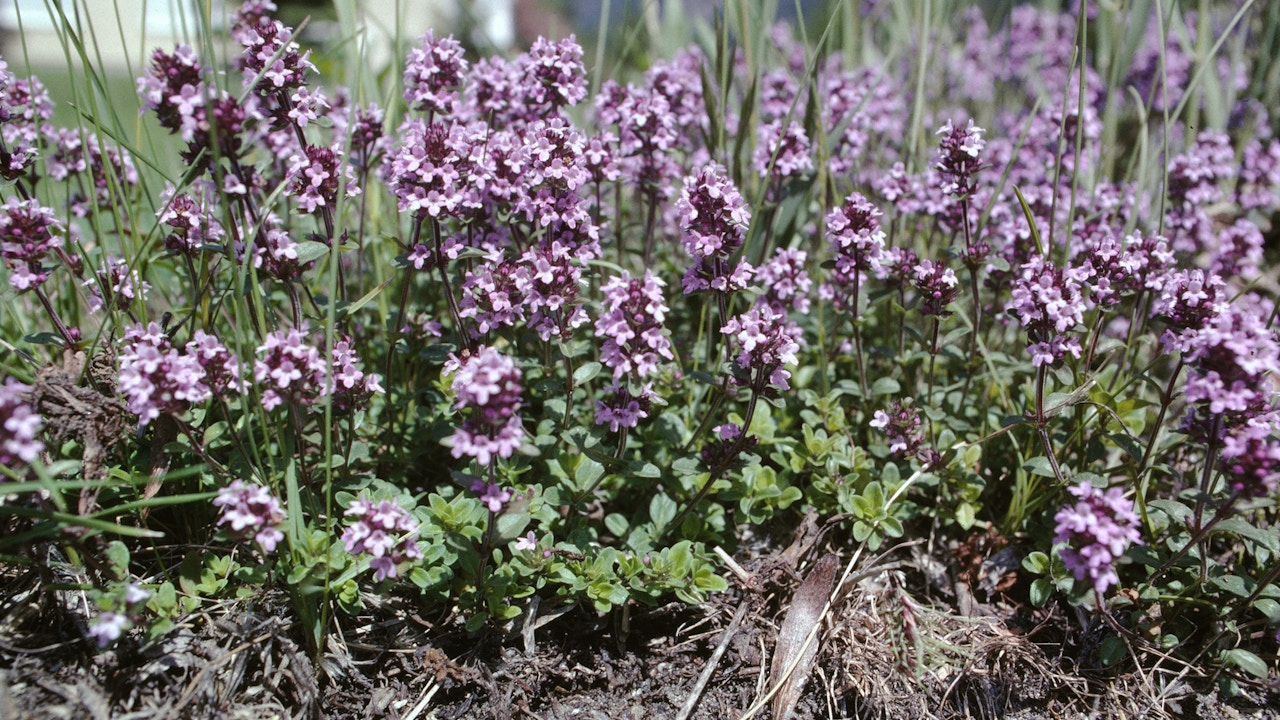 Feldthymian duftet intensiv, blüht lange und liefert wertvolle Nahrung für zahlreiche Insektenarten.