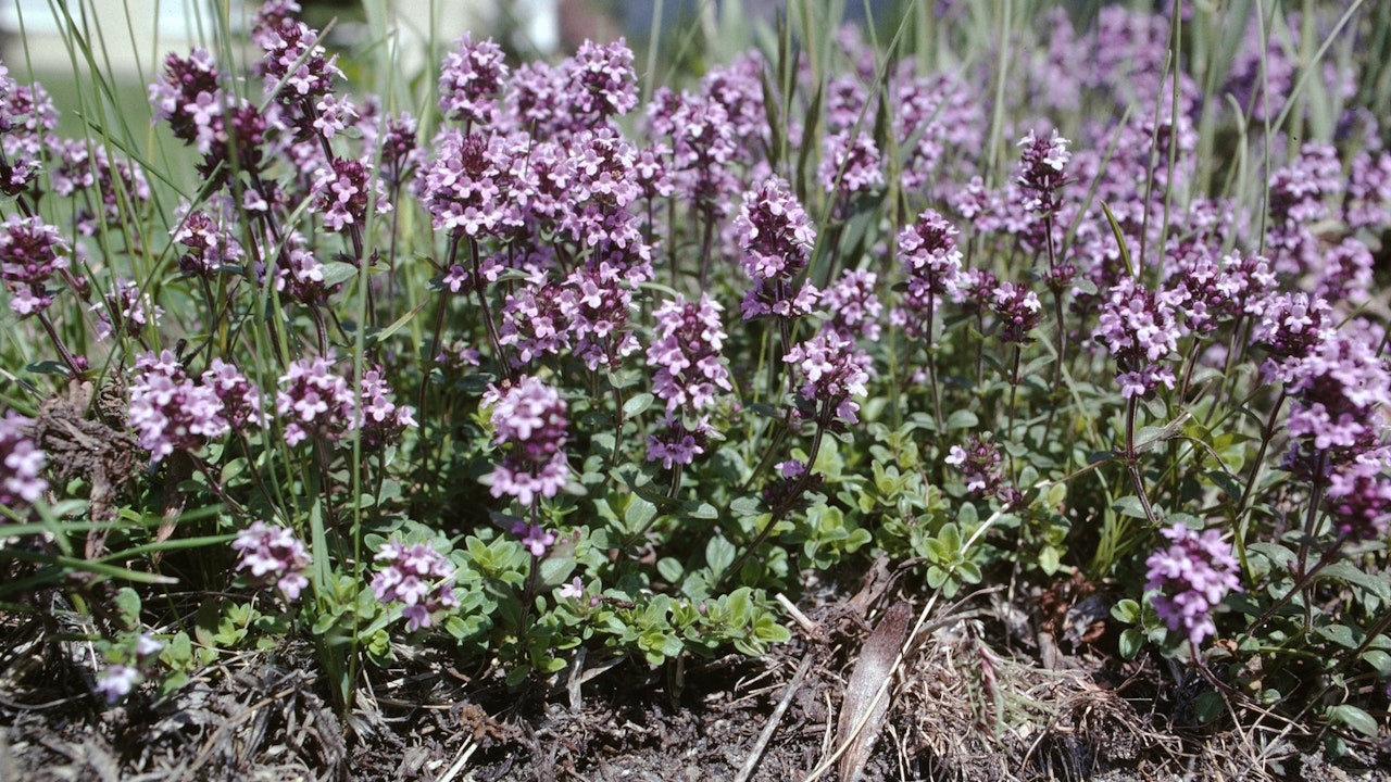 Il timo selvatico ha un profumo intenso, fiorisce a lungo e fornisce cibo prezioso per numerose specie di insetti.