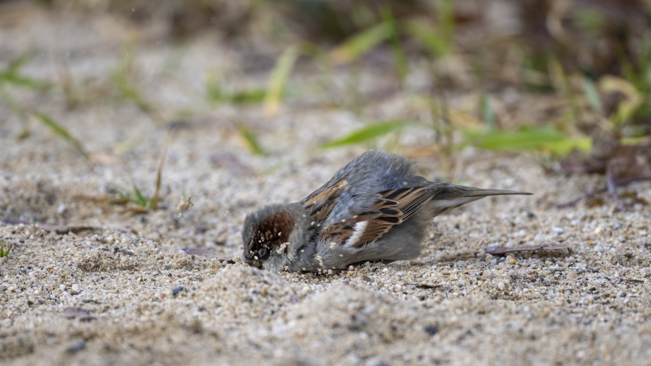 Le moineau domestique peut utiliser les nouvelles surfaces sableuses sur le toit pour prendre son indispensable bain de sable.