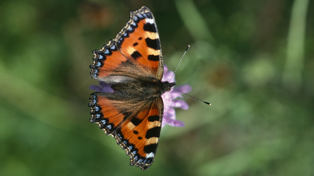 Farfalle come la vanessa (Aglais urticae) traggono beneficio dai fiori selvatici nei prati fioriti.