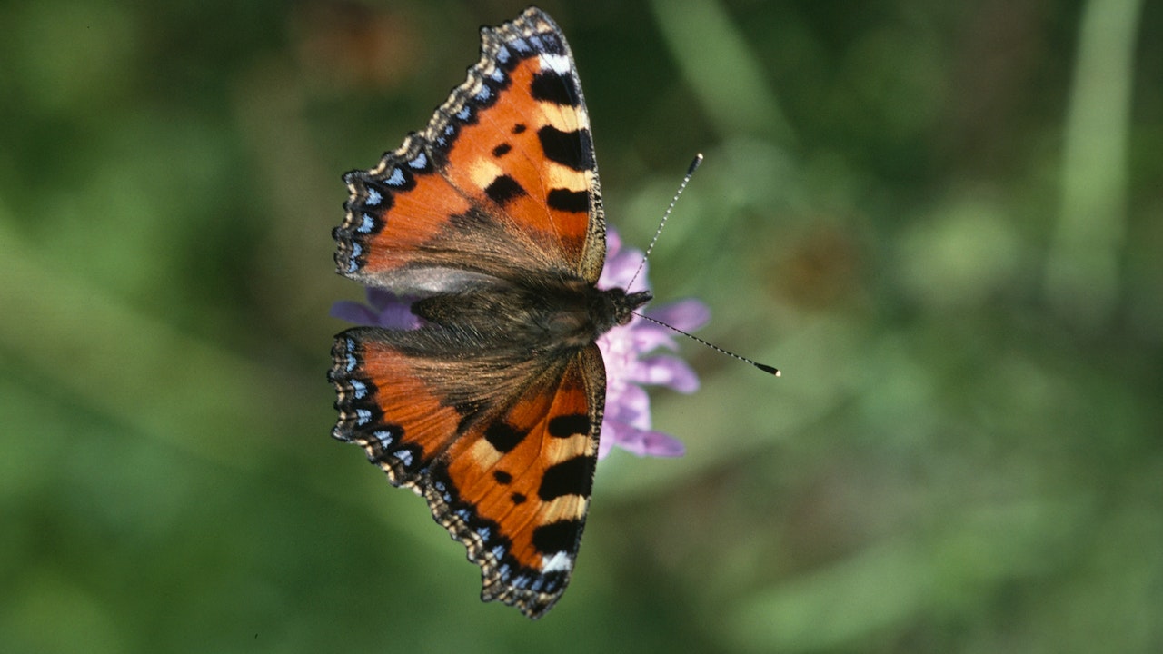 Schmetterlinge wie der Kleine Fuchs (Aglais urticae) profitieren von Wildblumen im Blumenrasen.