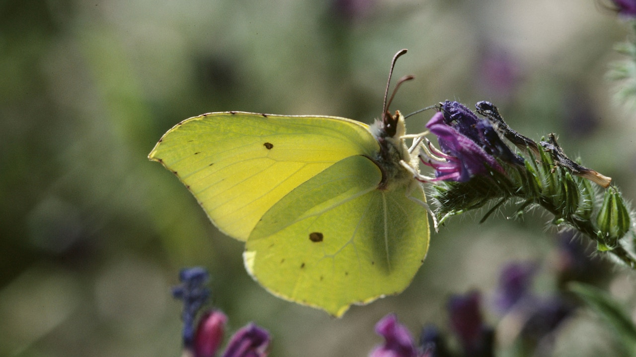 Blumen aus regionalem Saatgut sind optimal an den Standort angepasst und unterstützen Schmetterlinge wie den Zitronenfalter (Gonepteryx rhamni) im Garten.