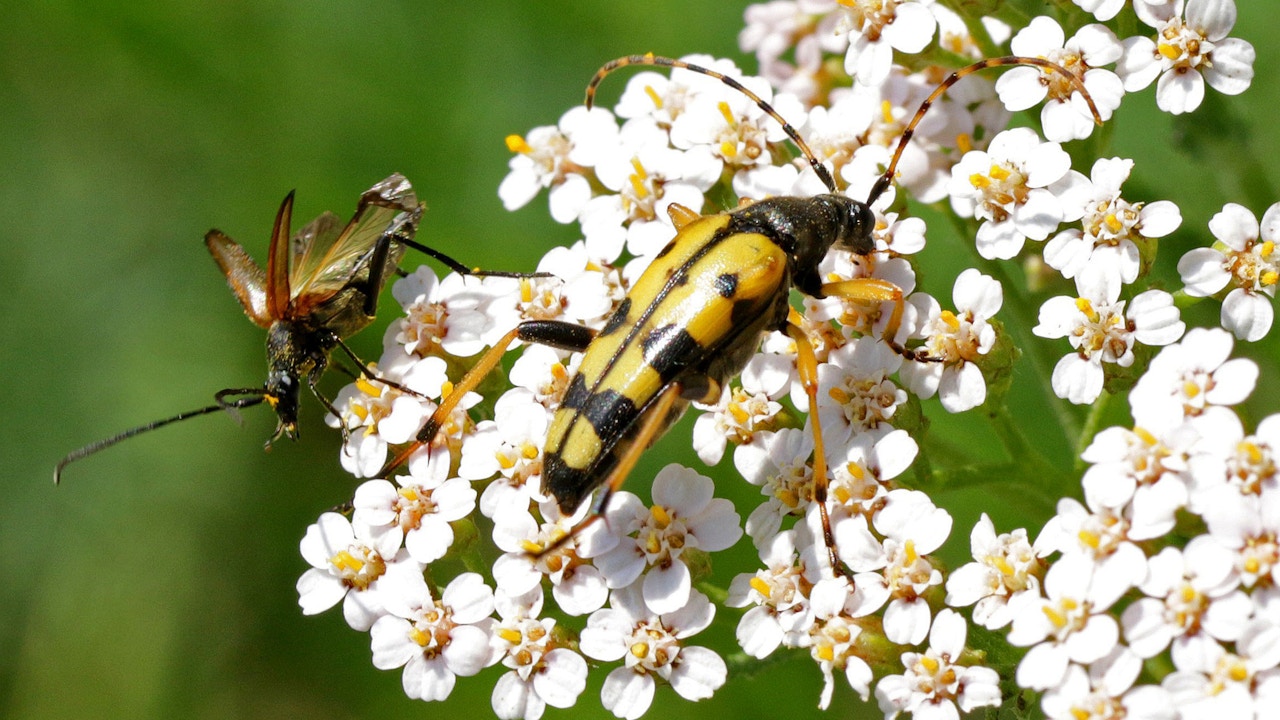Blumenrasen verbinden Nutzung und Naturschutz und fördern die Biodiversität im Siedlungsraum nachhaltig.