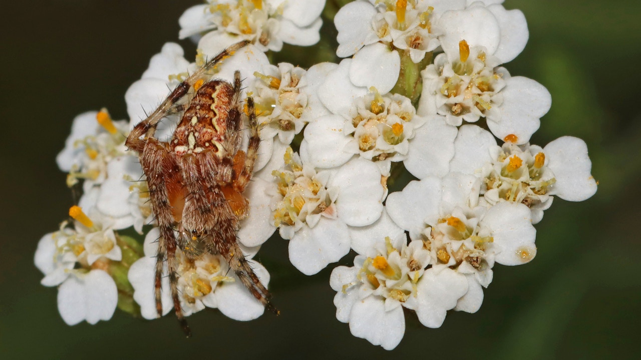 In vielfältigen Gärten findet die Gartenkreuzspinne (Araneus diadematus) ideale Bedingungen zum Jagen und Netzbauen.