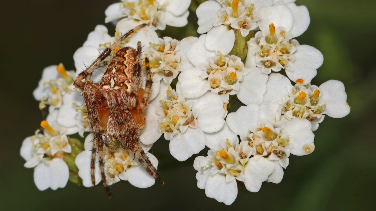 Nei giardini con tanta varietà, i ragni crociati (Araneus diadematus) trovano le condizioni ideali per cacciare e costruire ragnatele.