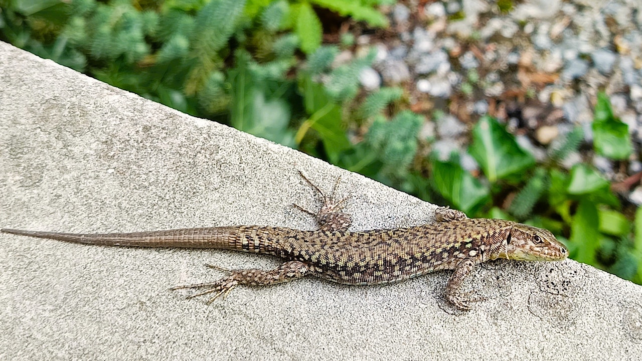 Natur hautnah erleben - Eidechse im Naturgarten der Anna Zemp-Stiftung