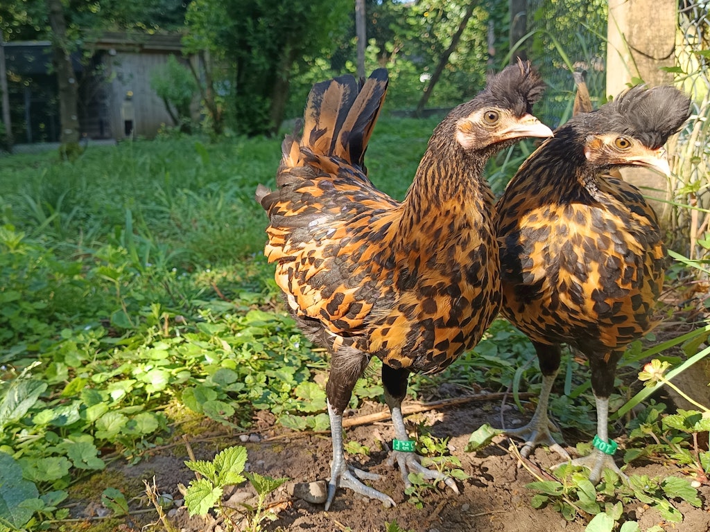 ProSpecieRara Huehner - Appenzeller Spitzhauben