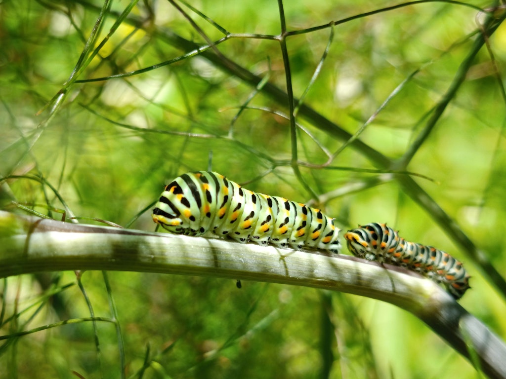 Ruebliraupe lässt es sich im Naturgarten schmecken