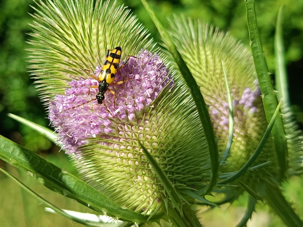 Karden bieten wertvollen Lebensraum