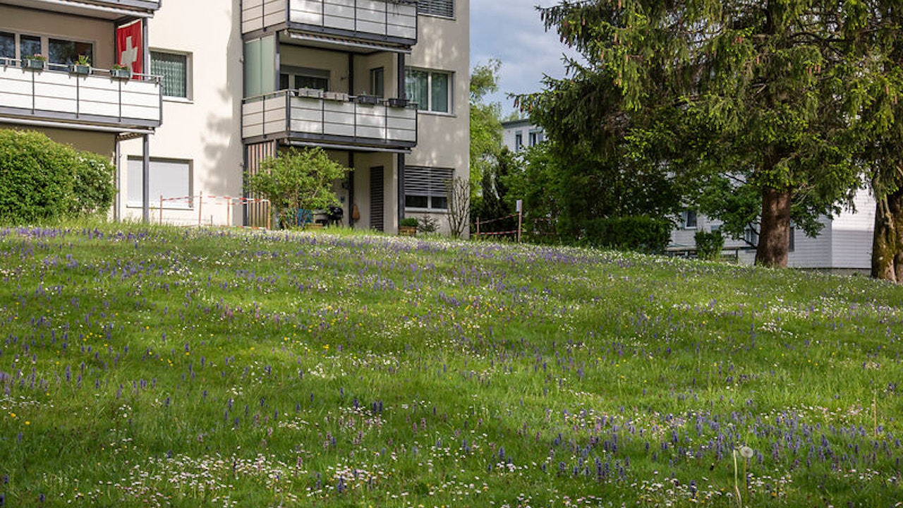 Blumenrasen wachsen dicht und niedrig und benötigen nur vier bis acht Schnitte pro Jahr.