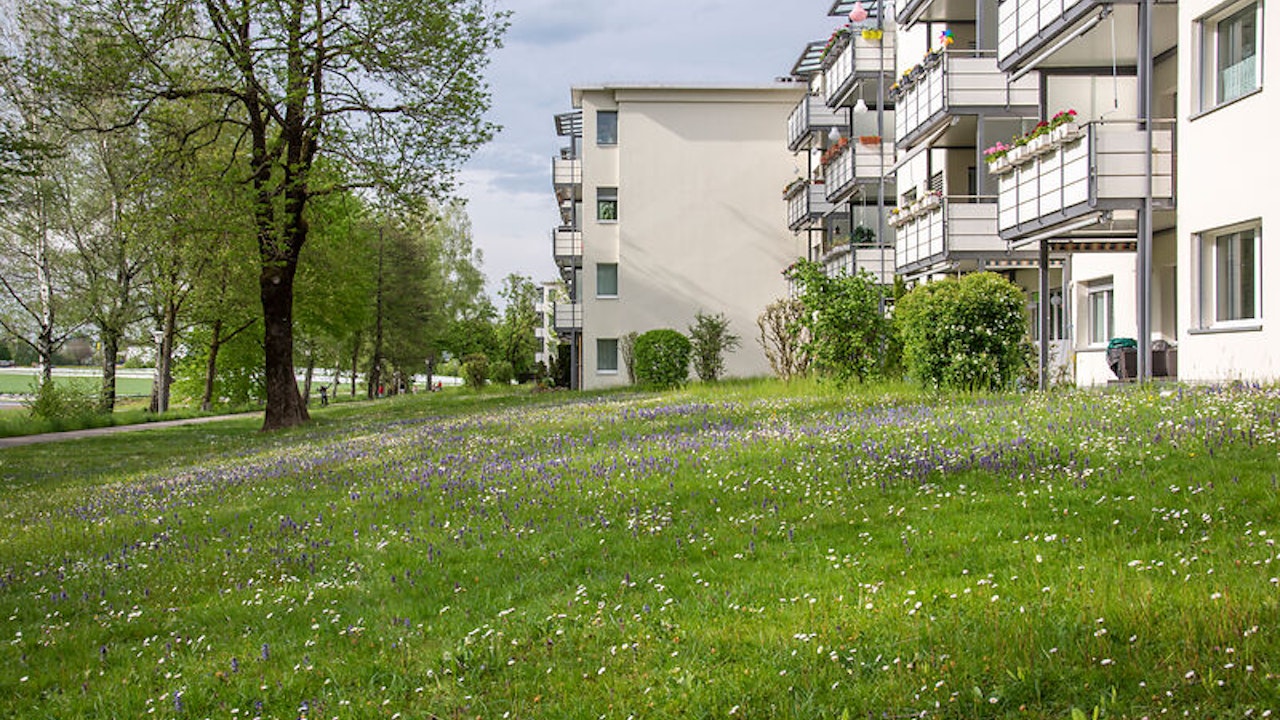 I prati fioriti naturali promuovono la biodiversità nelle aree urbane e rimangono adatti all’uso quotidiano.