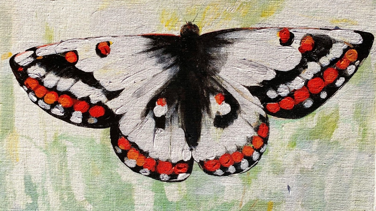 Aquarelle du papillon représenté sur le logo d’A Rocha Suisse : le damier des alpages (Euphydryas cynthia)