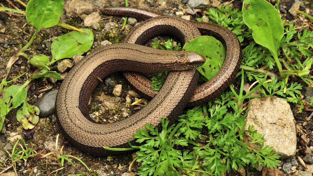 Moins on intervient dans l’entretien, plus les animaux qui y vivent sont tranquilles.