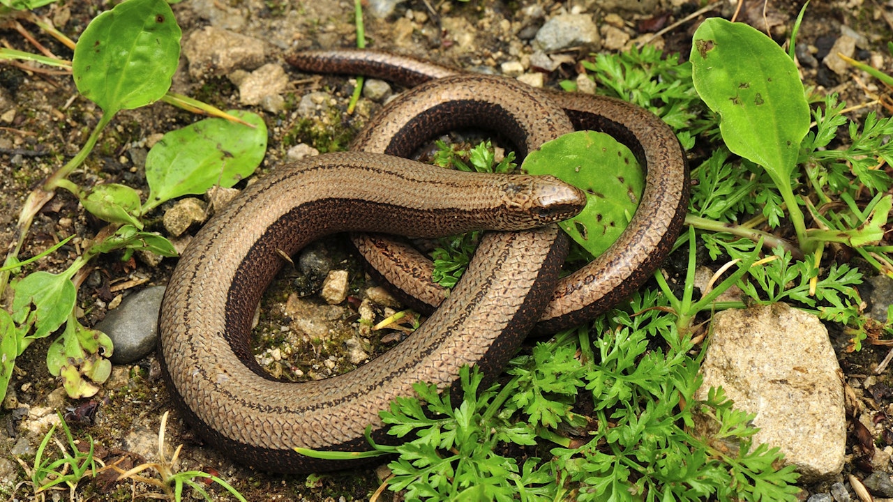 Minori sono gli interventi di manutenzione, maggiore è la pace e la tranquillità degli animali che vi abitano.