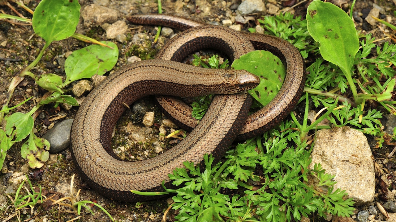 Je weniger bei der Pflege eingegriffen wird, desto mehr Ruhe haben die Tiere, die darin leben.