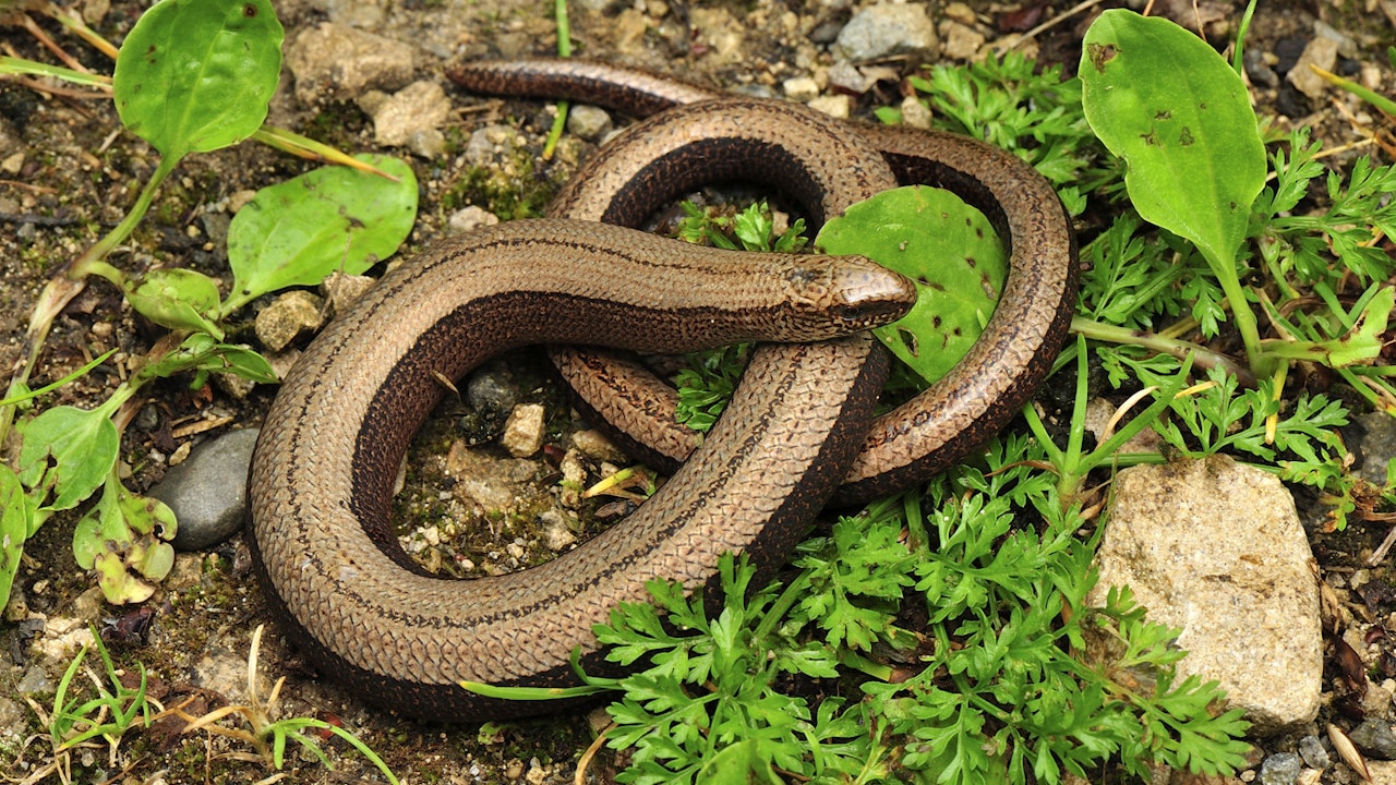 Die Blindschleiche ist keine Schlange, sondern eine beinlose Eidechse und fühlt sich in Laub- und Asthaufen besonders wohl.