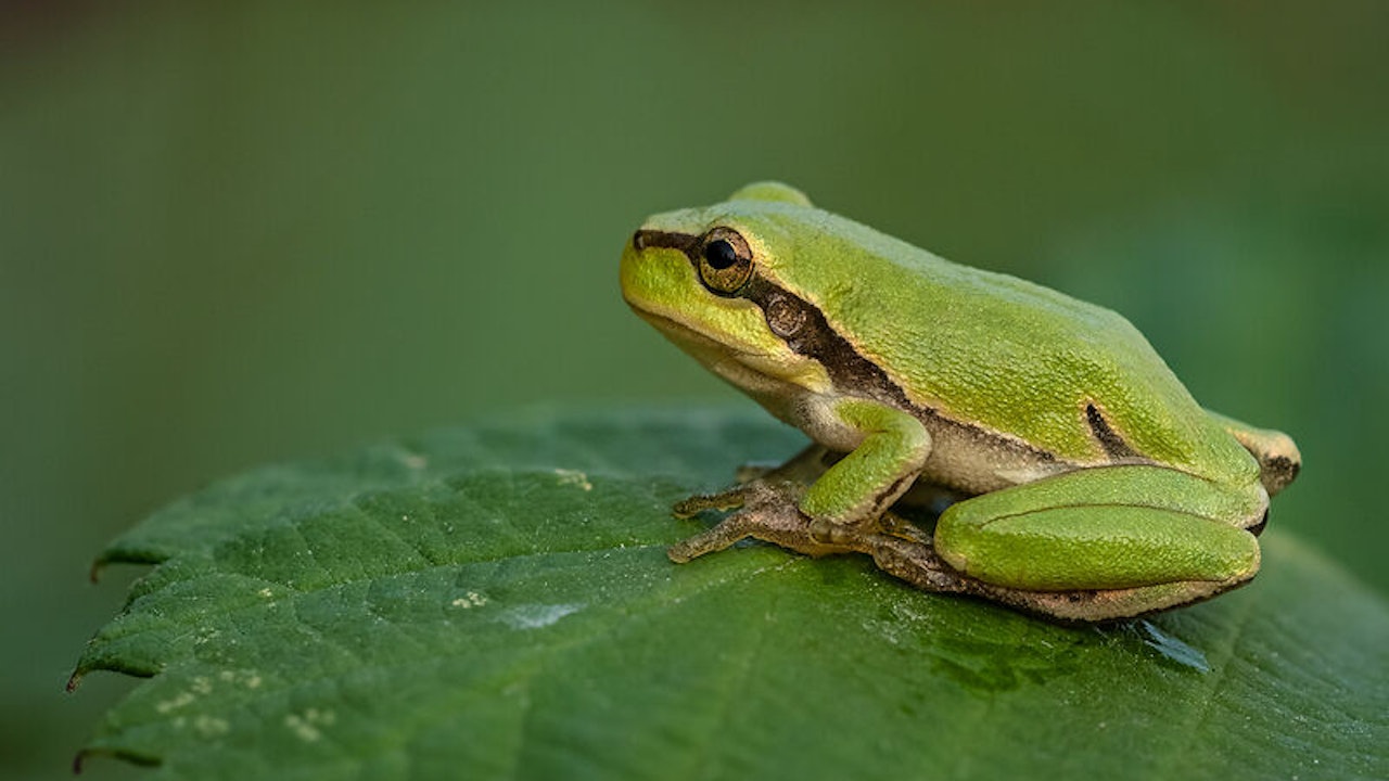 Ein Laubfrosch - Amphibien sind auf strukturreiche Gärten und vernetzte Lebensräume angewiesen.