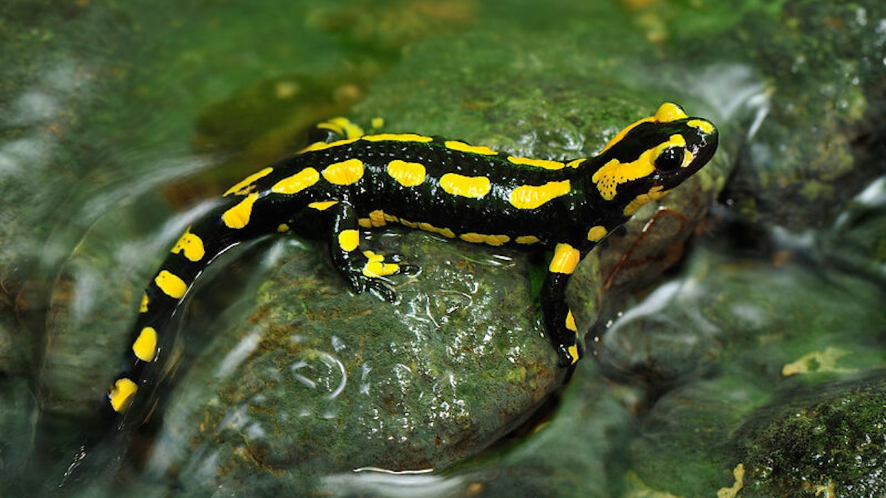Mit seiner leuchtenden Färbung fasziniert der Feuersalamander an naturnahen Gewässern und in strukturreichen Lebensräumen.