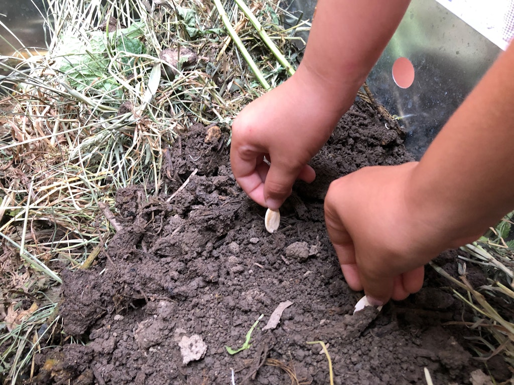 Kinder sähen Kürbiskernen in ihrem Schulgarten aus – ob sie im Herbst einen Kürbis ernten werden?