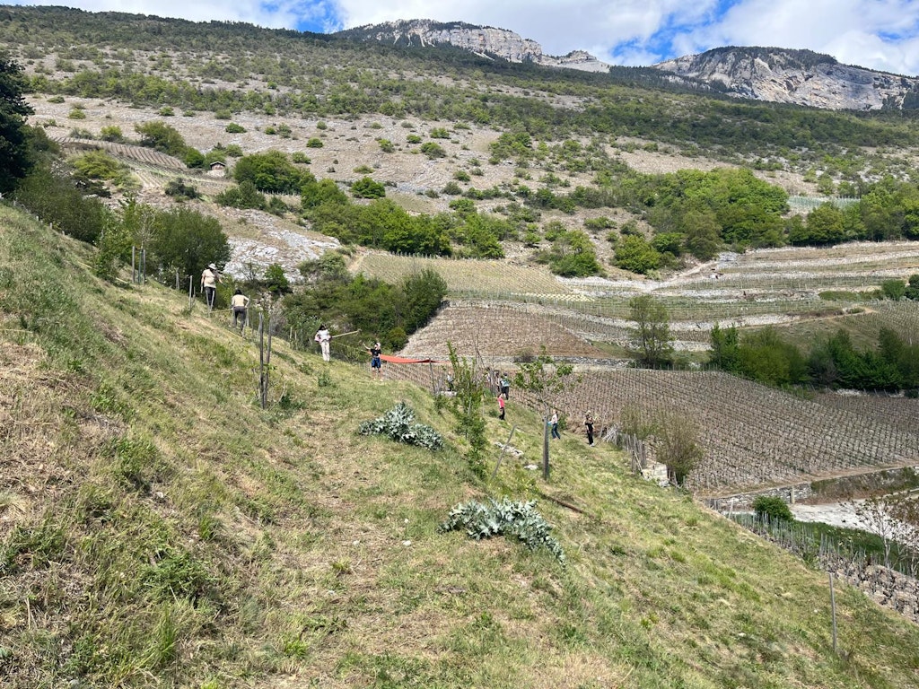 Gemeinsam wird eine Blumenwiese gepflegt.