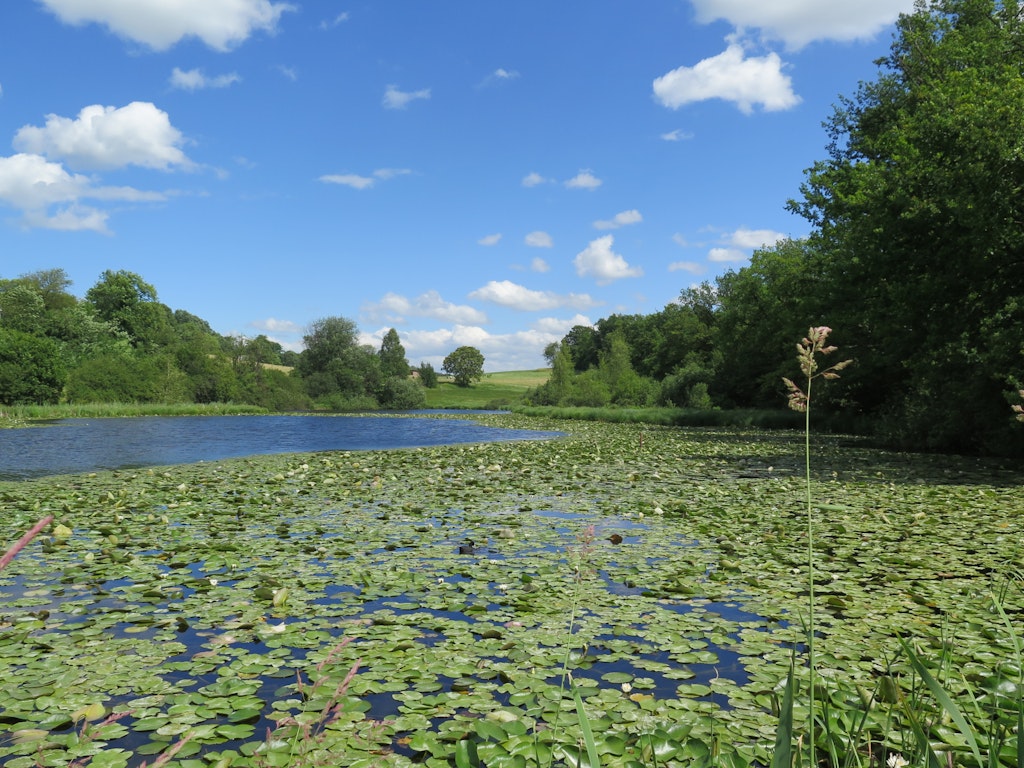 Nägelimoosweiher im Sommer