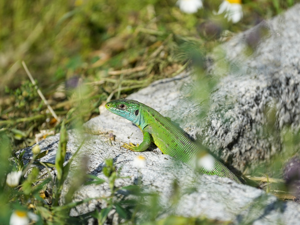 Les lézards et d’autres petits animaux profitent des différentes structures mises en place.