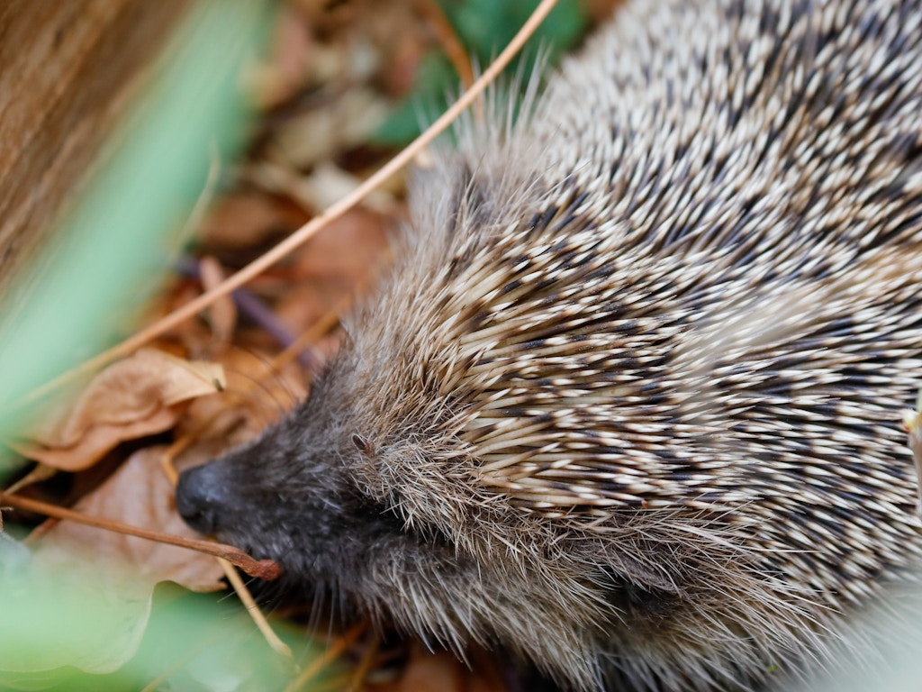 Le hérisson, notre Animal de l’année 2026, a besoin de jardins naturels mis en réseau. Il parcourt jusqu’à 5 km pendant la nuit à travers nos quartiers.