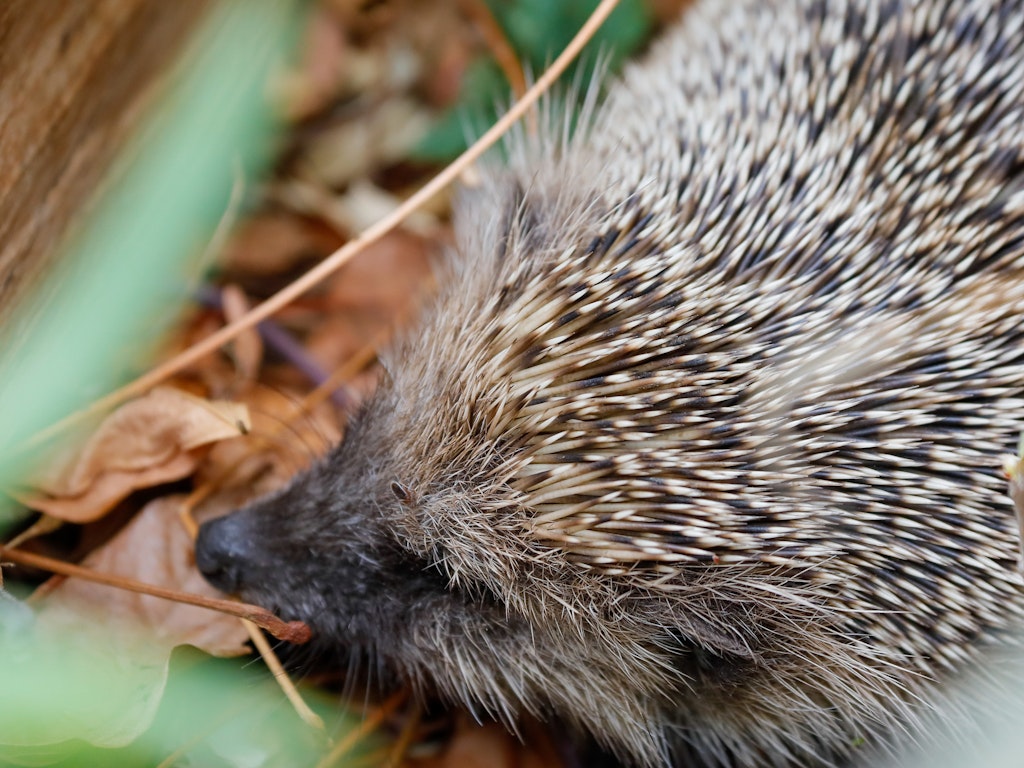 Unser Tier des Jahres 2026, der Igel, freut sich über vernetzte Naturgärten. Er wandert in der Nacht bis zu 5 km durch verschiedene Gärten.