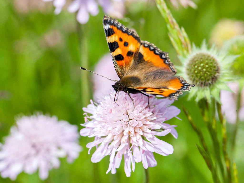 Bunte Schmetterlinge, singende Vögel, raschelnde Blätter. Leben im Naturgarten macht Freude.