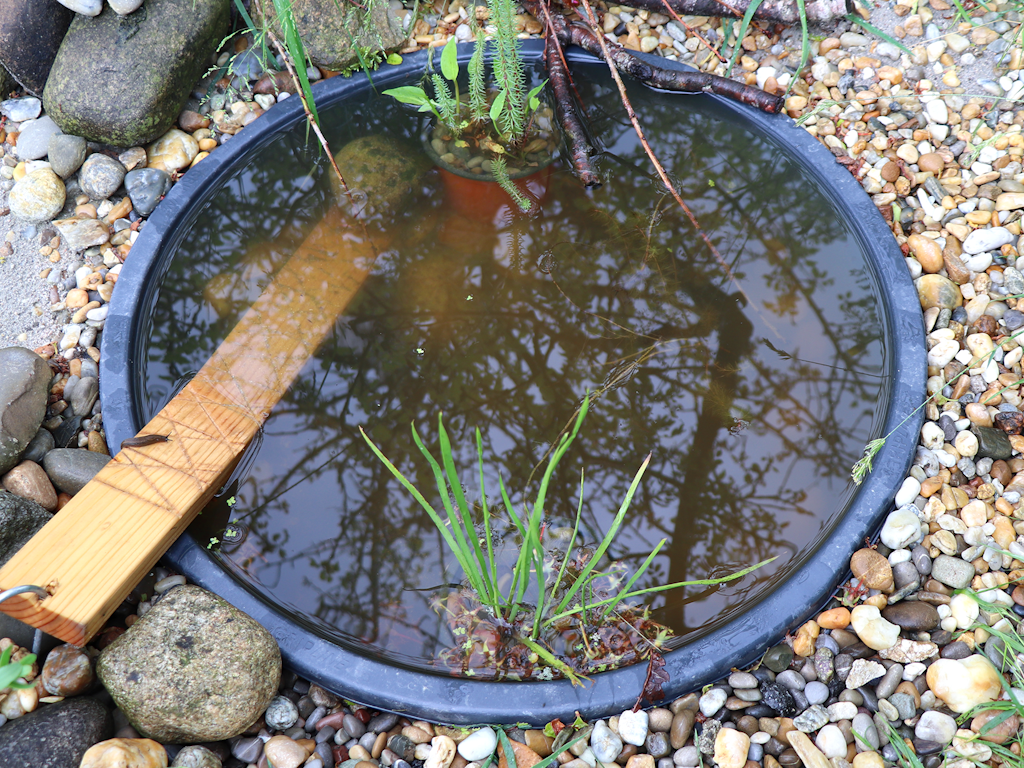 Auch ein kleiner, selbstgebauter Teich mit Ausstiegshilfe ist wertvoll für die lokale Artenvielfalt.