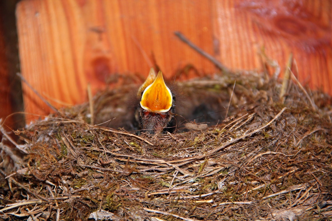 Hausrotschwanzküken in einem Halbhöhlenbrüterkasten mit gespreizten Schnabel
