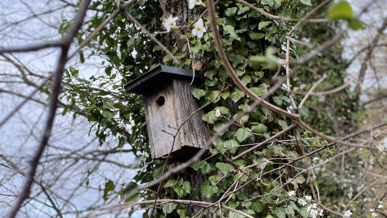Nistkästen fördern Arten nur dann wirksam, wenn auch Lebensraum und Nahrungsangebot stimmen.
