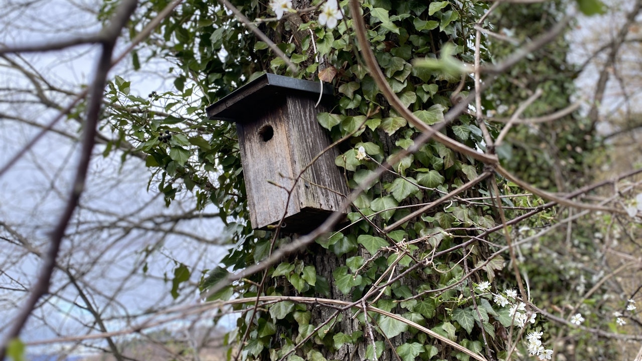 Le cassette nido favoriscono le specie solo se l’habitat e le risorse alimentari sono adeguati.