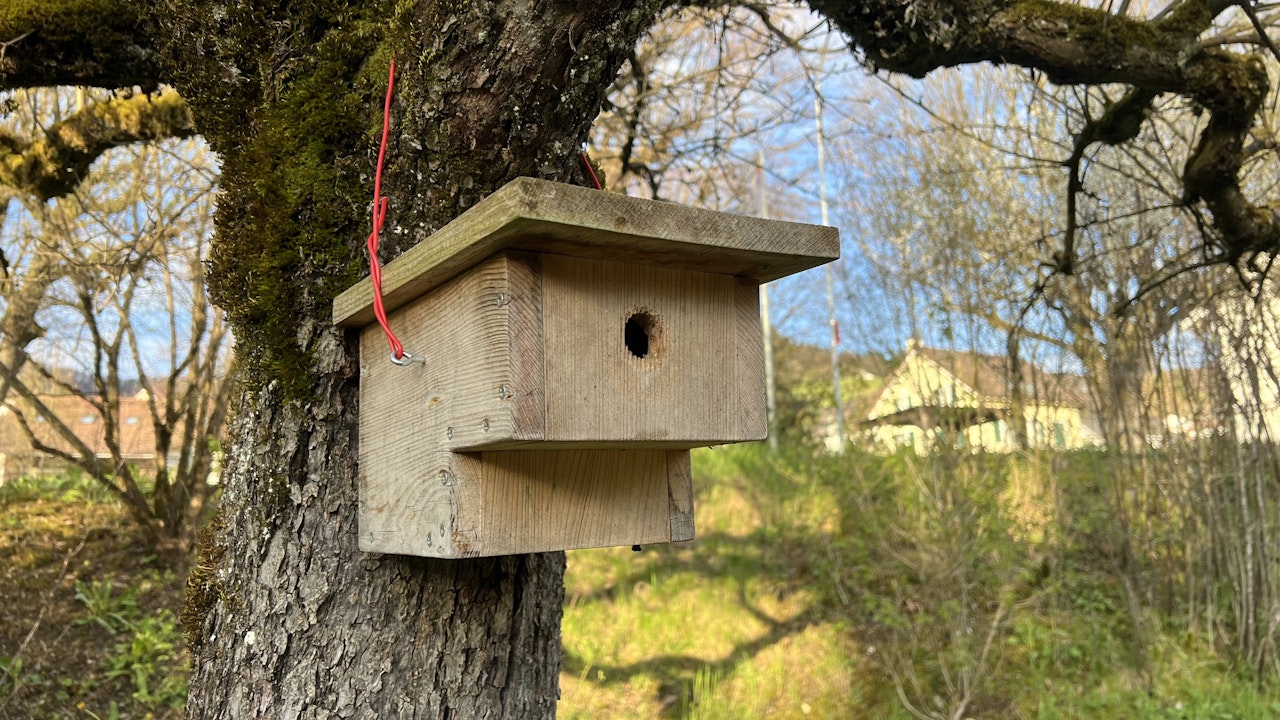 Naturnahe Gärten mit hoher Insektenvielfalt unterstützen die erfolgreiche Aufzucht von Jungvögeln.